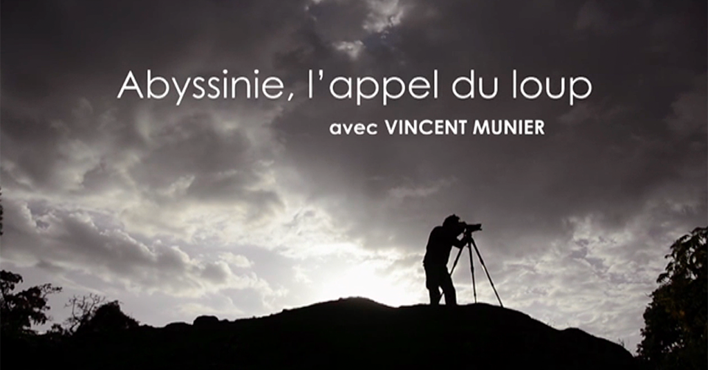 Abyssinie, l'appel du Loup