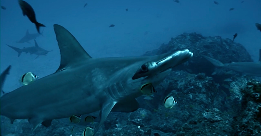 La colère ds requins